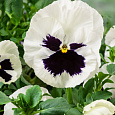Виола крупноцветковая Экстрада Вайт виз Блотч