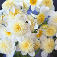 Георгина Анемоновидная Платинум Блонд