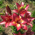 Лилия ЛА-гибрид Ройал Презент Лилия ЛА-гибрид Ройал Презент