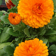 Календула махровая Гейша Гел
