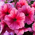 Петуния крупноцветковая Танго Розовая с красными жилками