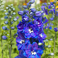 Дельфиниум высокий Гвардиан Блю