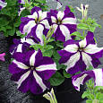 Петуния грандифлора Галактика F1 Синяя