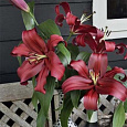 Лилия ОТ-гибрид Формия Лилия ОТ-гибрид Формия