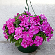 Петуния грандифлора Эспрессо Грандэ Пинк