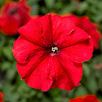 Петуния грандифлора Дувет Ред