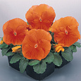 Виола крупноцветковая Селло Пьюр Дип Оранж
