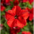 Петуния грандифлора Дувет Ред