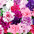 Петуния махровая	Пируэтт микс