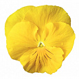 Виола крупноцветковая Инспайер Делюкс Еллоу