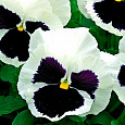 Виола крупноцветковая Матрикс Вайт Блотч