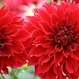 Георгина Декоративная Ред Фубуки