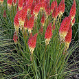 Книфофия (Тритома) ягодная Red Rocket