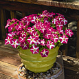 Петуния ампельная Саксесс Пинк Стар