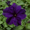 Петуния грандифлора Дувет Блю