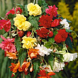 Бегония ампельная Шансон Смесь