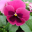 Виола крупноцветковая Экстрада Пинк виз Блотч