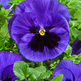 Виола крупноцветковая Инспайер Делюкс Дип Блю Блотч