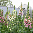 Наперстянка (Наперсточная трава) пурпурная Excelsior