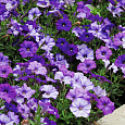 Петуния ампельная F1 Шок Вейв Деним