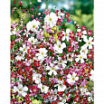 Гипсофила изящная Смесь окрасок