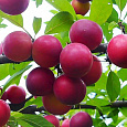 Алыча  Рубиновая