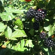 Ежевика Кайова