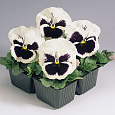 Виола крупноцветковая Инспайер Делюкс Вайт Блотч