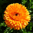 Календула пацифик Абрикосовая красавица
