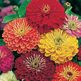 Цинния низкорослая Фея Смесь окрасок