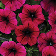 Петуния ампельная F1 Шок Вейв Дип Парпл