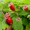 Земляника (Клубника) Ремонтантная Рюген
