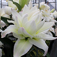 Лилия азиатская махровая Сноуборд