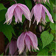 Клематис ботанический Пинк Свин