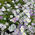Брахикома иберисолистная Смесь окрасок
