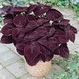 Колеус Джиант Эксибишен Палисандра