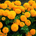 Бархатцы прямостоячие Махровые смесь окрасок
