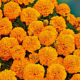 Бархатцы отклоненные махровые Бой оранжевые