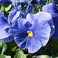 Виола крупноцветковая Дельта Пьюр Лайт Блю