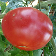 Томат Розовый гигант