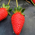 Земляника садовая Белруби