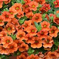 Калибрахоа Cabaret Orange