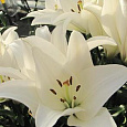 Лилия ЛА-гибрид Бах Лилия ЛА-гибрид Бах