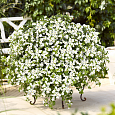 Бакопа раскидистая Gulliver Compact White