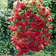 Бегония ампельная Скарлет