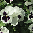 Виола крупноцветковая Дельта Вайт виз Блотч
