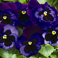 Виола крупноцветковая Матрикс Деним