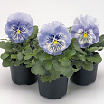 Виола крупноцветковая Матрикс Блю