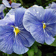 Виола (Фиалка, Анютины глазки) гибридная Голубой карбункул