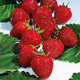 Земляника садовая Эльвира Земляника садовая Эльвира